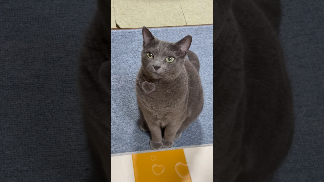 【ロシアンブルー】めろんのおねだりは終わりません🫢【猫】#shorts