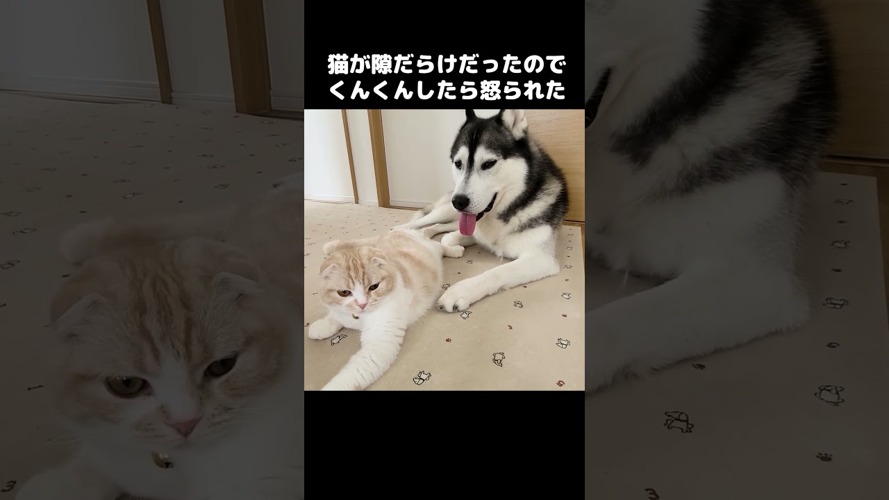猫に怒られた犬...笑#shorts