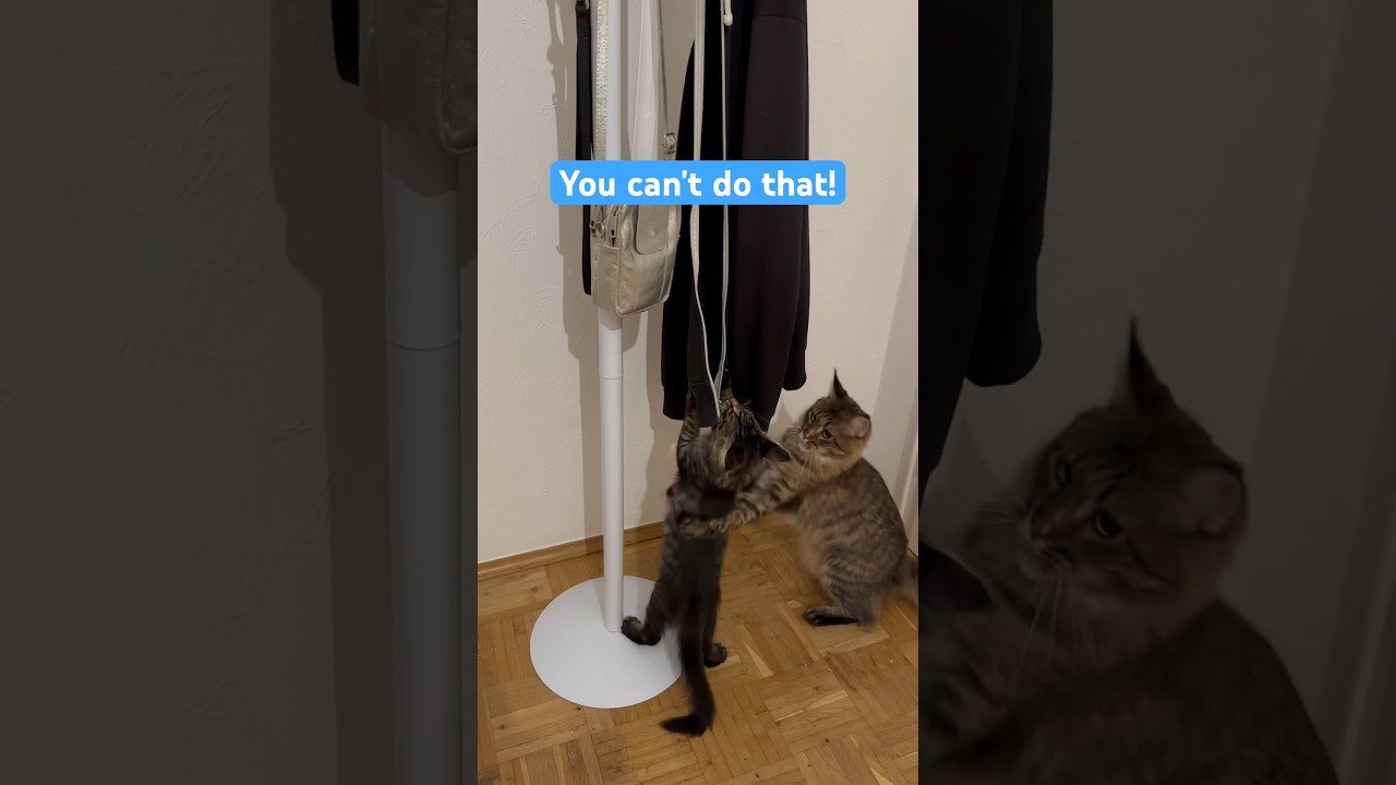 Don't touch your dad's clothes!😁#shorts #funnykittens #catvideos #mainecoon