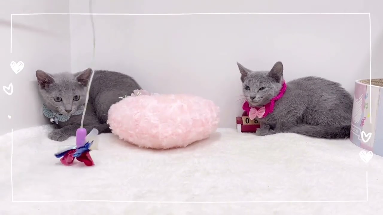 ロシアンブルー ブルー（ショートヘア（短毛））の女の子♡