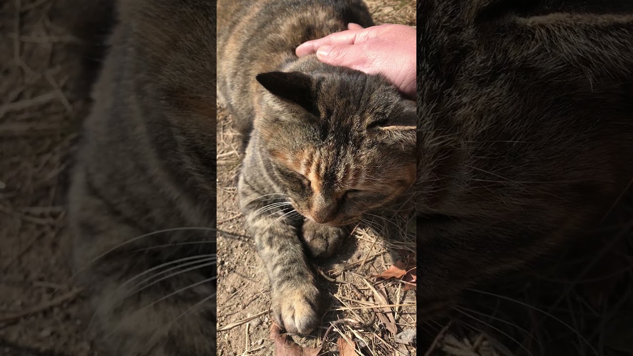 冬毛に変わったサビ猫をモフったら柔らかくて温かい！#Shorts