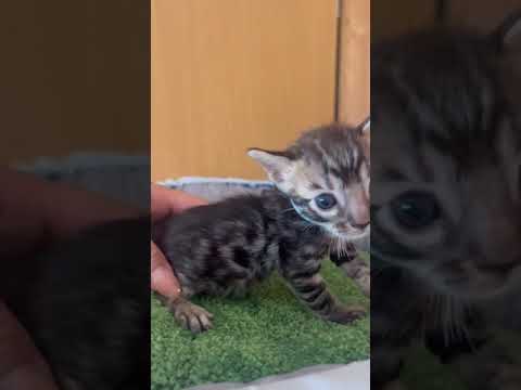 ベンガル 黒系のかっこいい柄です😄メラニレアカラーの子 ブラウンスポテッドタビー(ロゼット)（ブラウン）