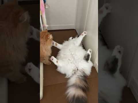 【インスタグラムで100万回再生】ノルウェージャンフォレストキャットの全力謝罪ポーズ