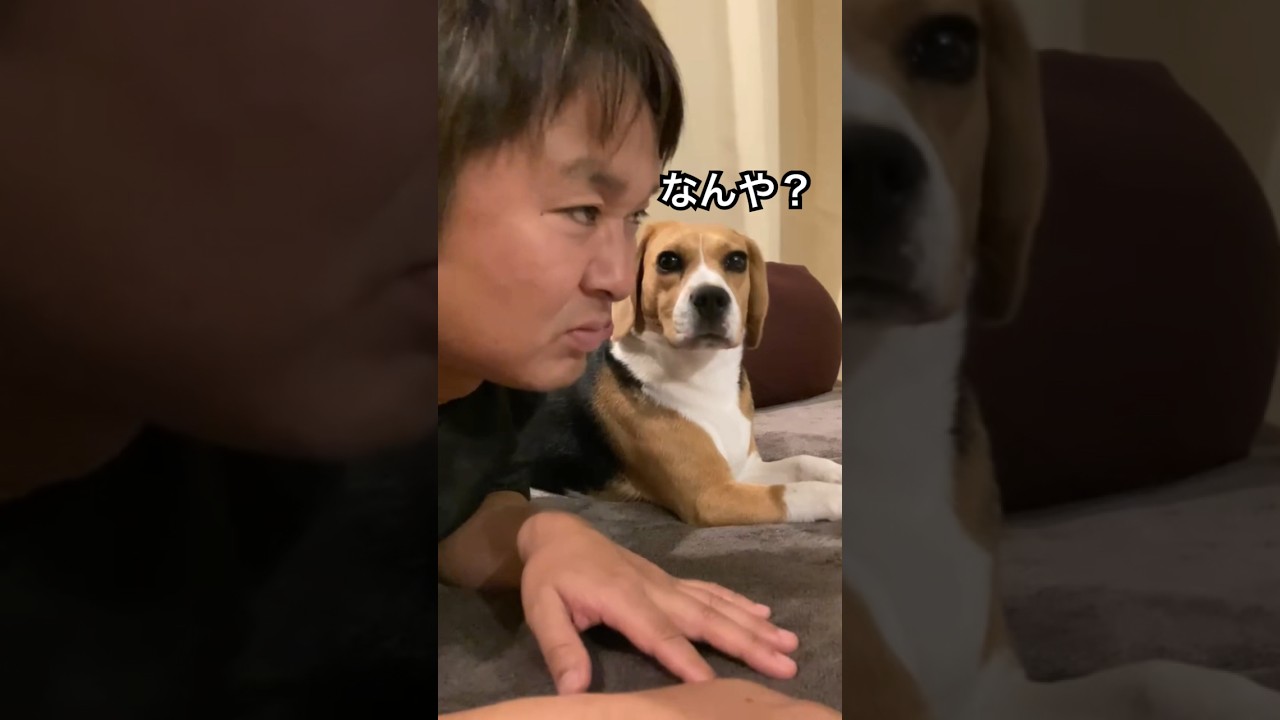 スフィンクスで待機する飼主とビーグル犬 #beagle #いぬ #dog