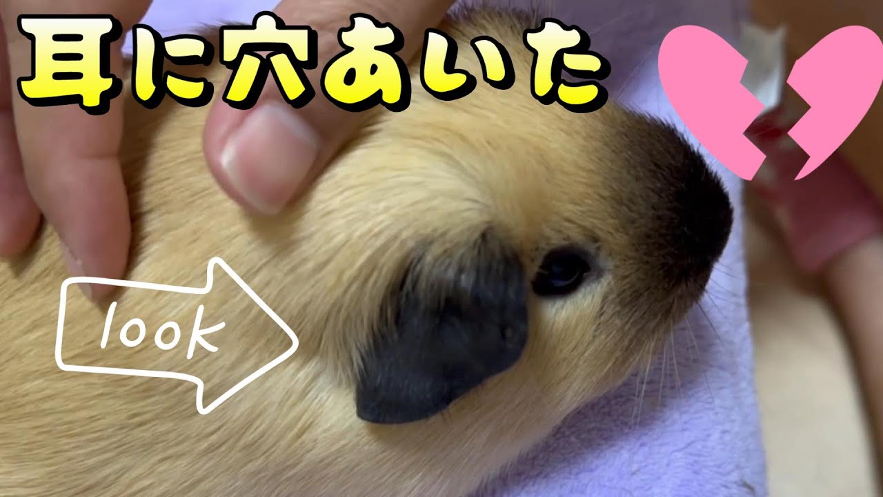 【穴あいた】高級なロシアンスモークモルモットのお見合いしたら耳に・・・