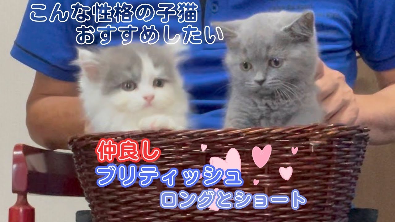 【かわゆい子猫兄妹】ブリティッシュのロングヘアとショートヘア