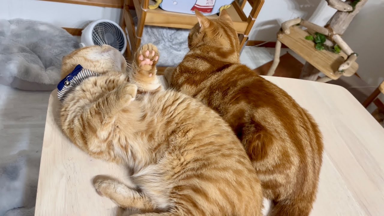 マンチカン組の平和な夜 #猫 #マンチカン