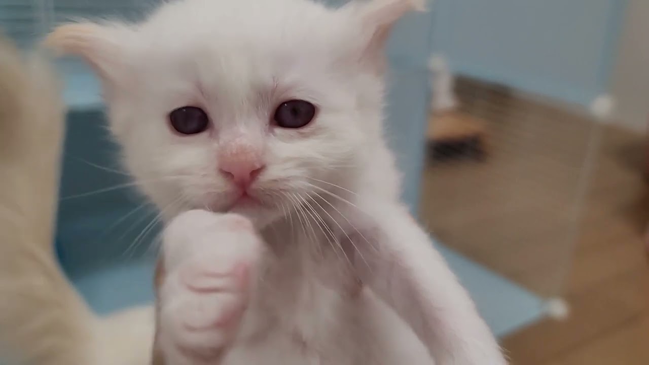 子猫達ケージから出して遊ばしています🎵