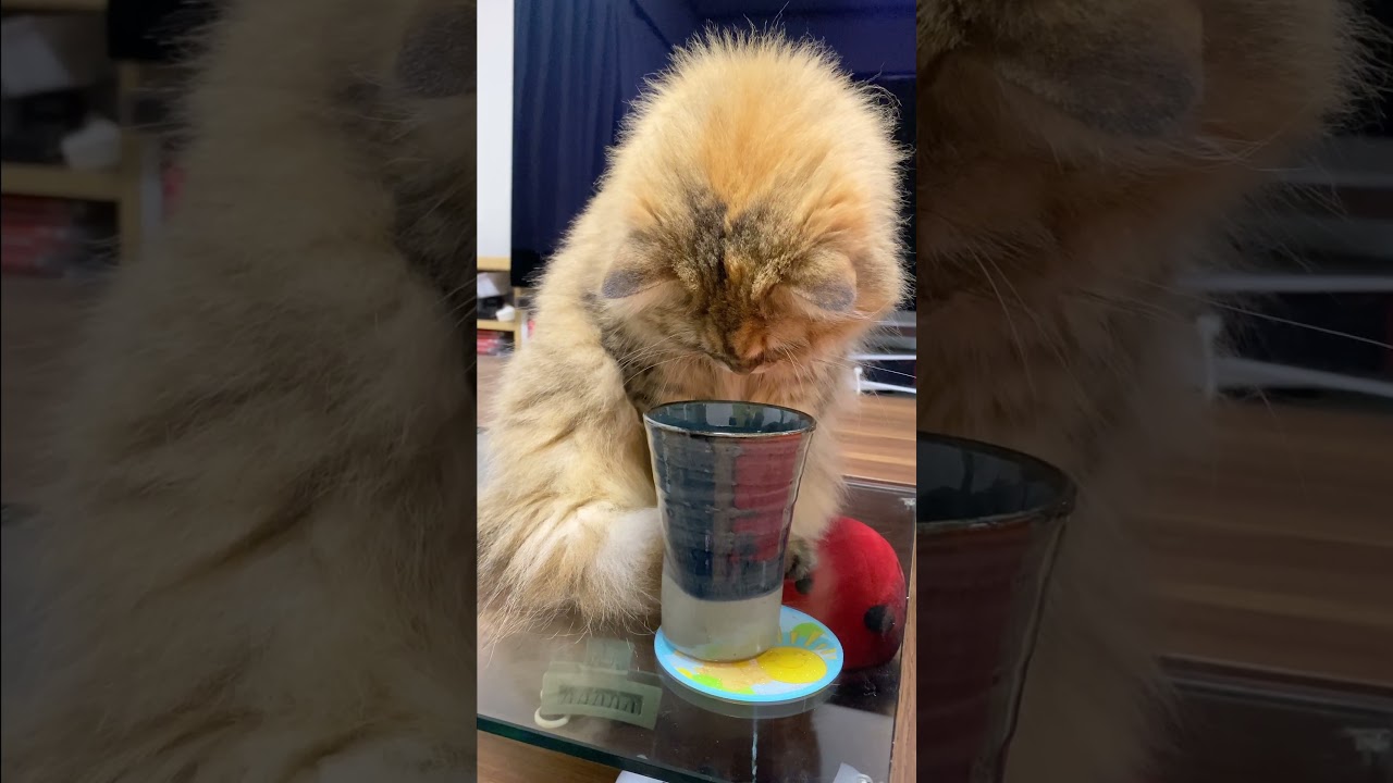 氷が欲しい猫【サイベリアン・マグロ】 #shorts