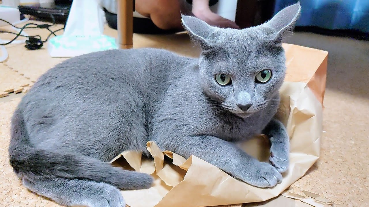 【猫動画】紙袋は自分の物にするロシアンブルー【russianbule】Paper bags are yours Russian Blue
