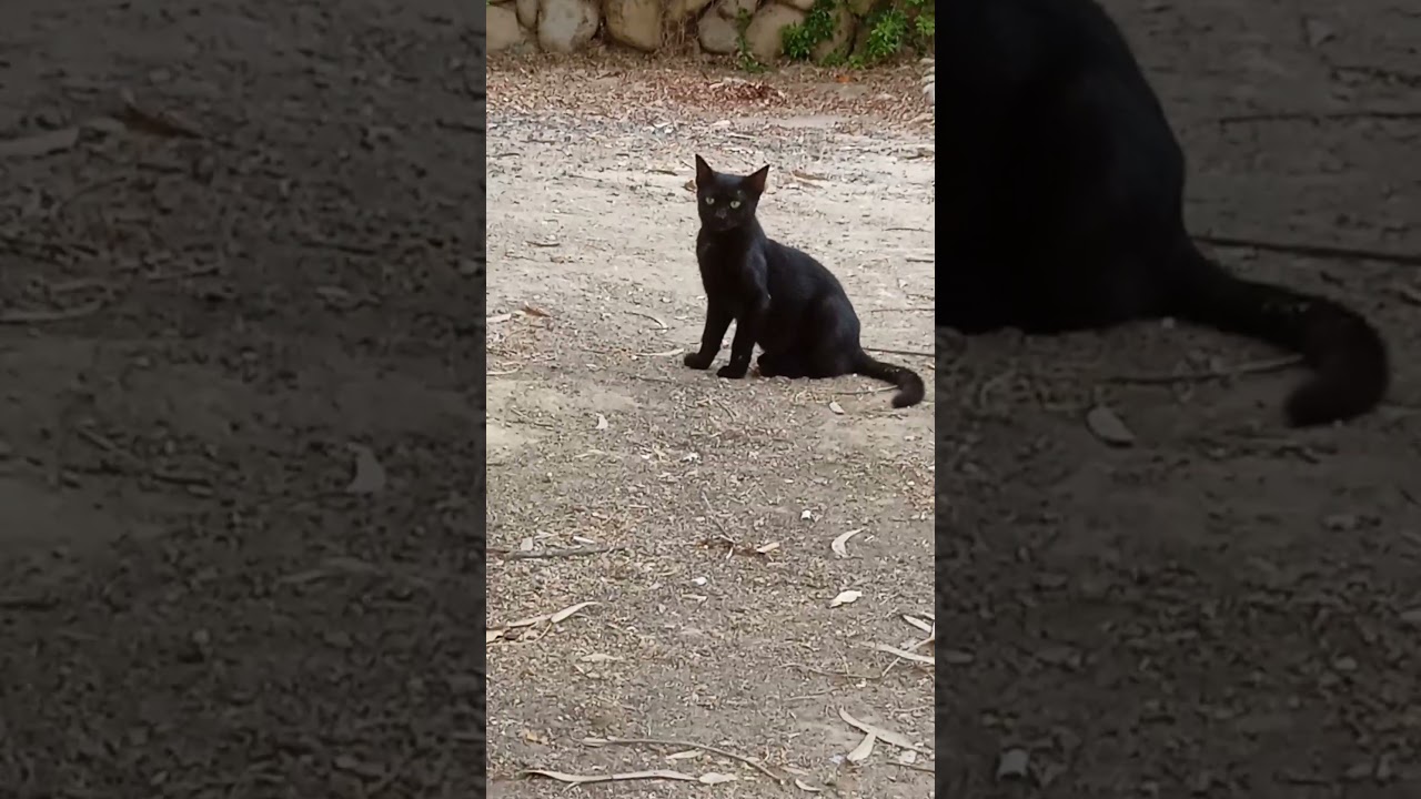 CAT BARKING/ANIMALS #cat #cats #catlover #dog #dogs #doglover