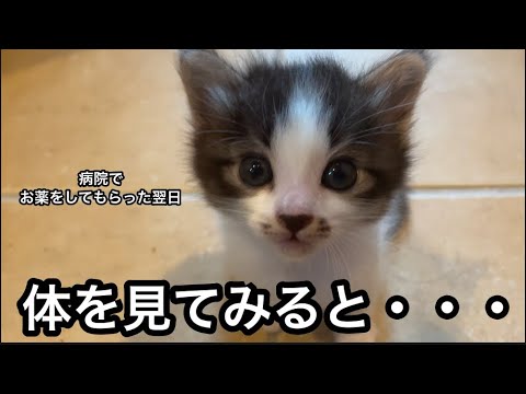 子猫の体に大量の虫がいたので病院に行った結果