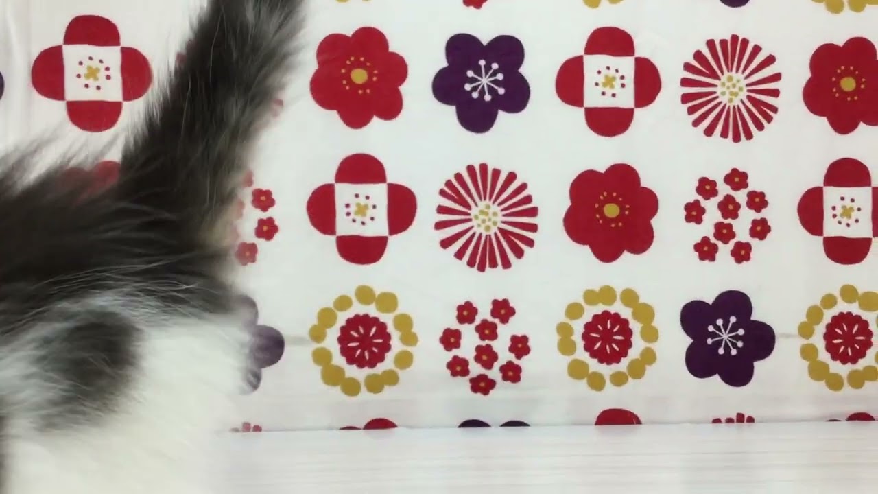 HN220910　アメリカンカール