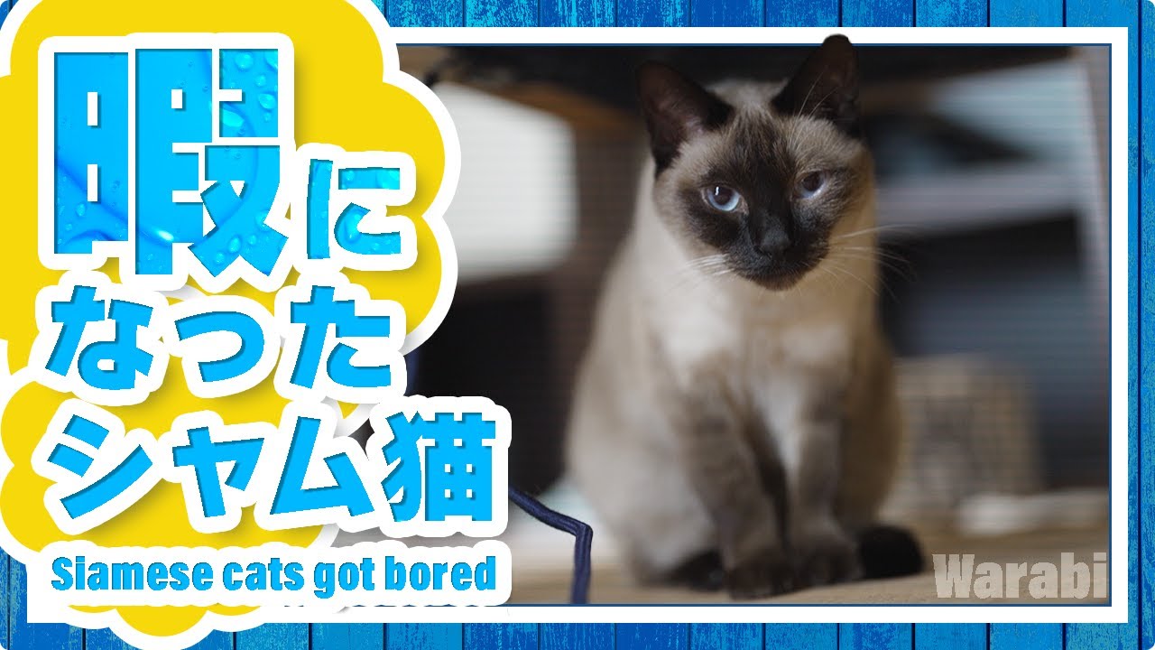 暇になったシャム猫