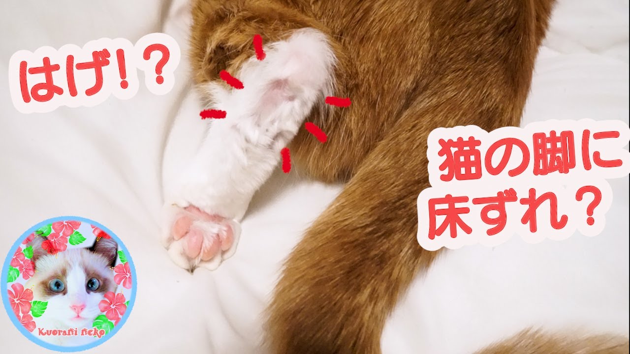 でぶ猫の脚に床ずれが出来たのでしょうか？分かる方教えて下さい