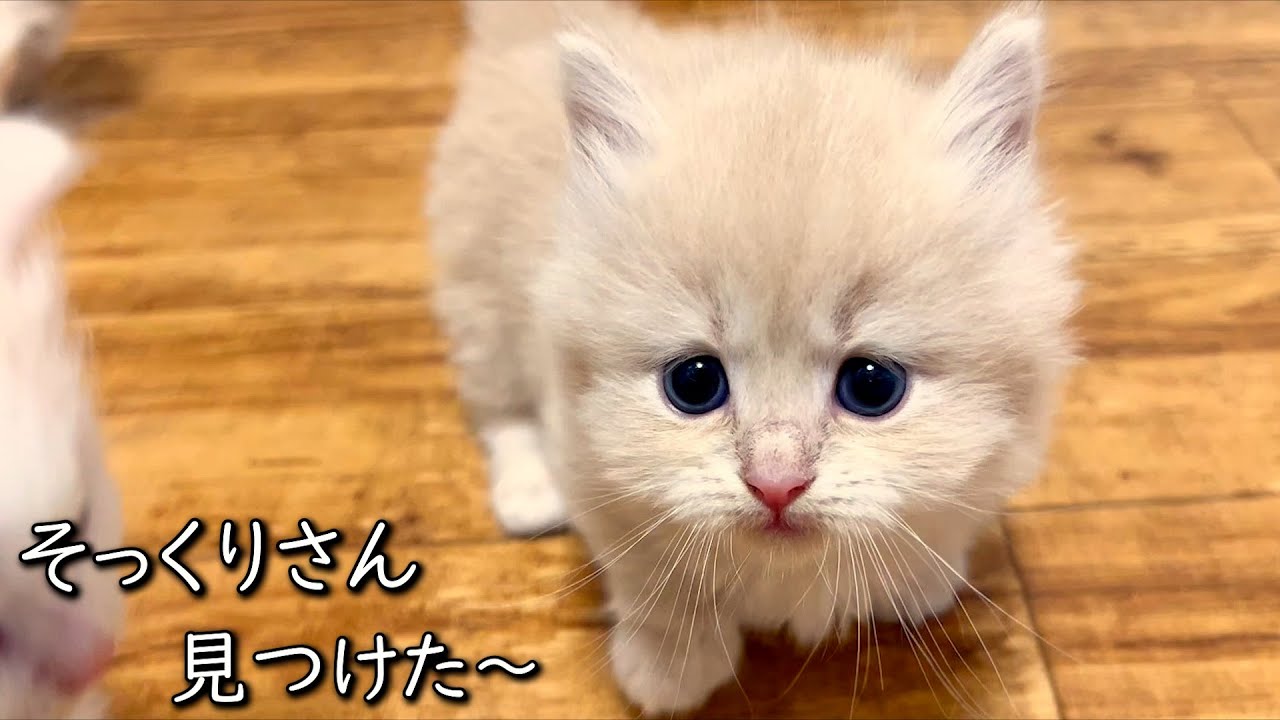 【マンチカンの子猫】イチコ家の子猫達は色々似てる子がいる件 ∼猫のいる生活Vol.789~ 出産動画 マンチカン短足・ミヌエット・ペルシャ猫専門ブリーダー『ペット蔵人』【子猫の成長記録】