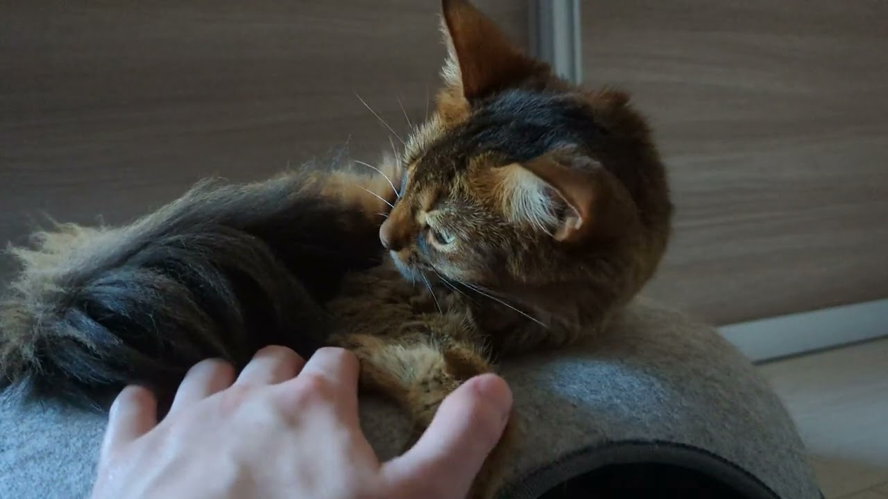 【590日目】寝起きのカレンと僕 #ソマリ #cat