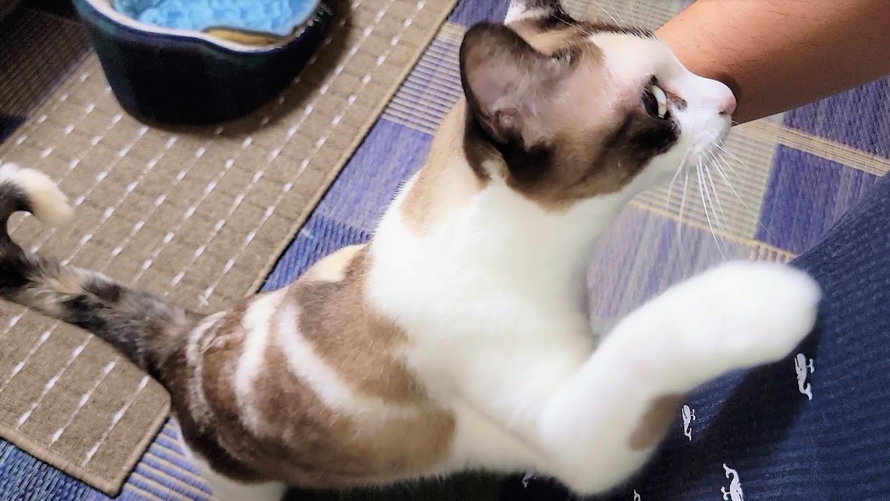 帰宅直後にペポ猫に咄嗟に抱き付かれた結果🤪