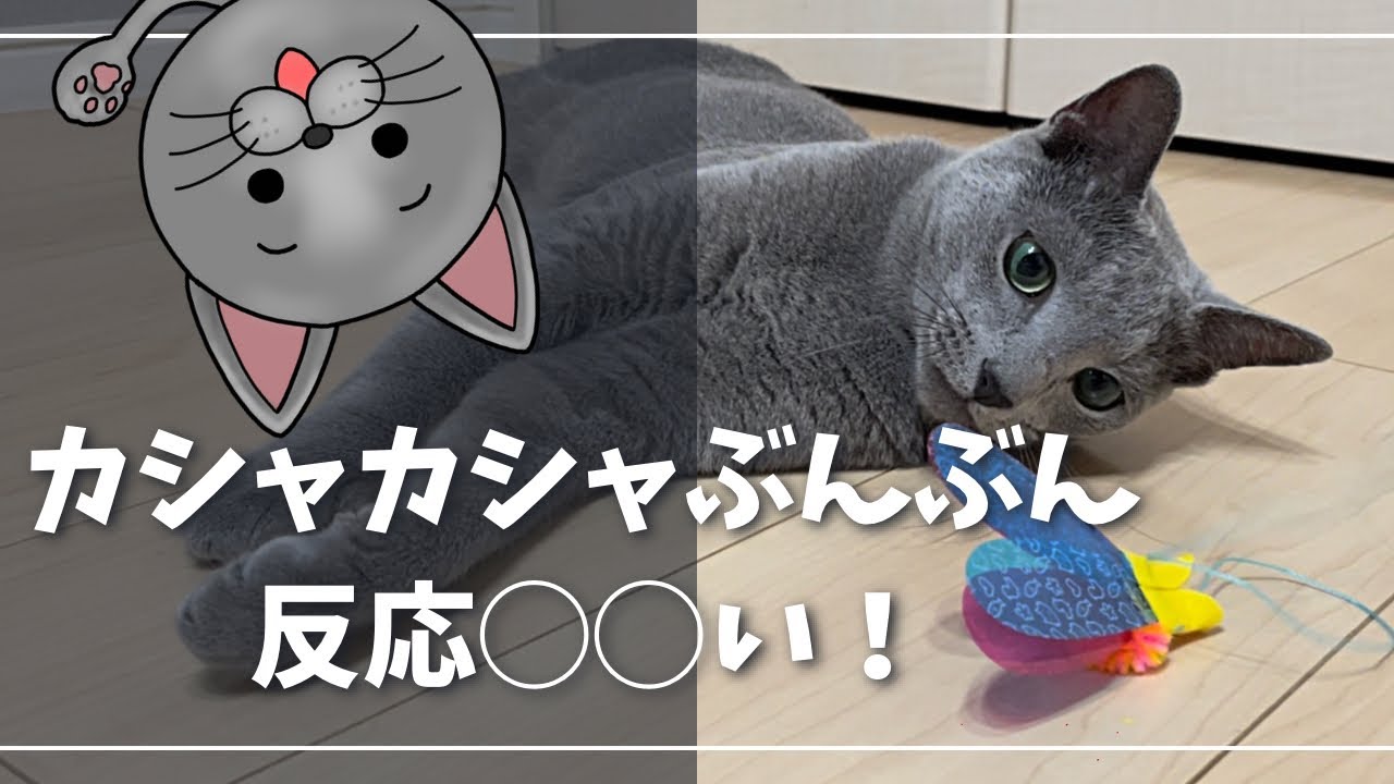 ちっちゃい頃に一番ハマったおもちゃはコチラ【ロシアンブルー】カシャカシャぶんぶん