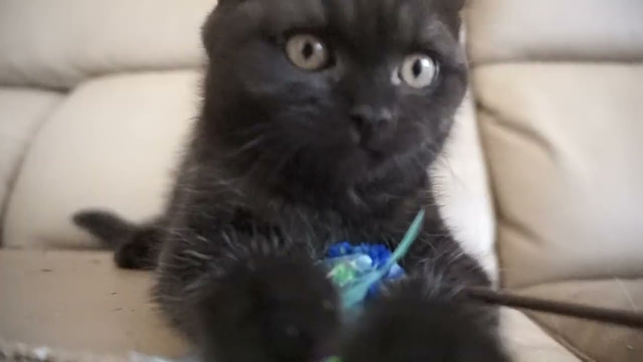 ブリティッシュショートヘアー子猫　British Shorthair　2023.6.24産まれ　ブラック　男の子　シーダキャット猫のお店