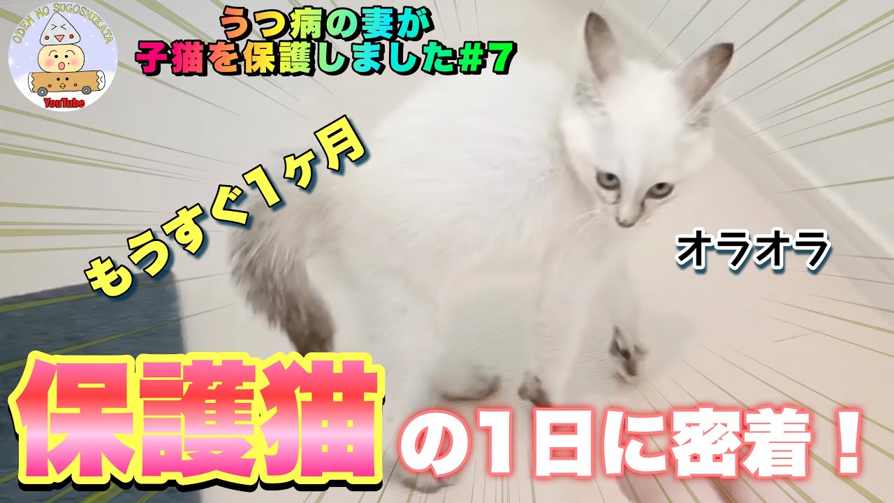 【保護猫#7】保護猫しらたきの１日に密着！新居はどうなった！？#保護猫 #子猫 #里親 #cat