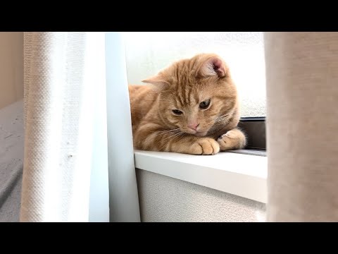 隠れ家を見つけてくつろいでいる猫がかわいすぎた