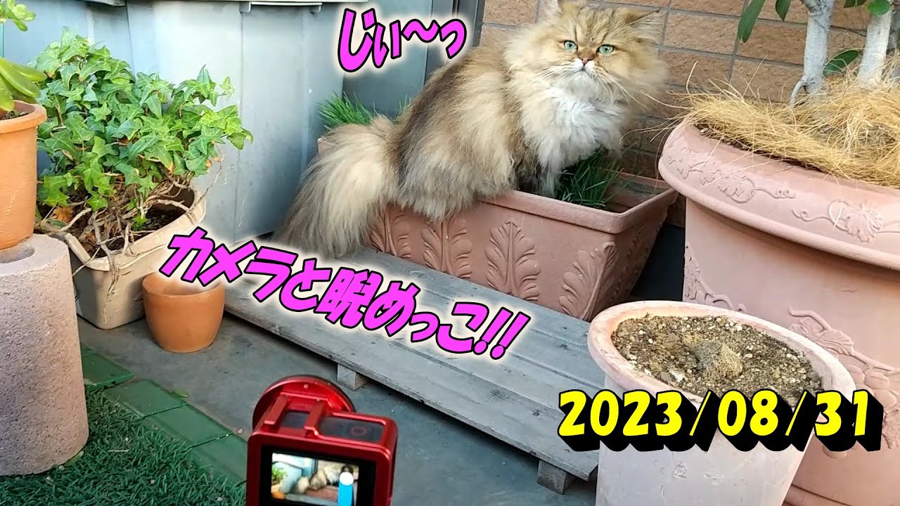 草を食べる途中でもカメラを気にするペルシャ猫のひとみです。