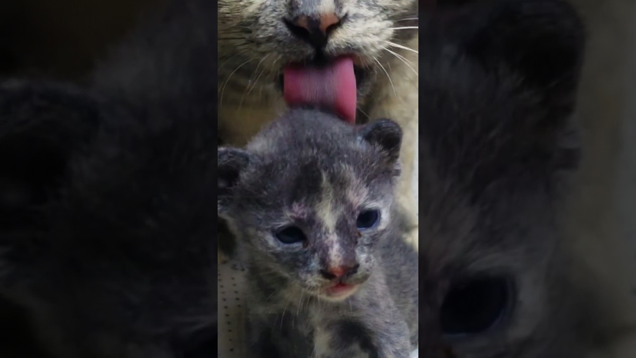 Manx breed family cat 😍😻 #shortsviral #cutecat #catlover #cutepet #kitten #cat #animal #shorts #pet