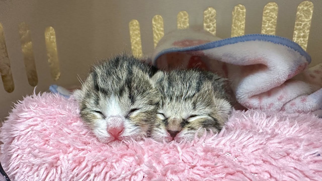 生まれたての子猫が捨てられていた所を命のリレーでやって来ました【山菜兄妹#1】A newborn kittens was abandoned and taken into care.