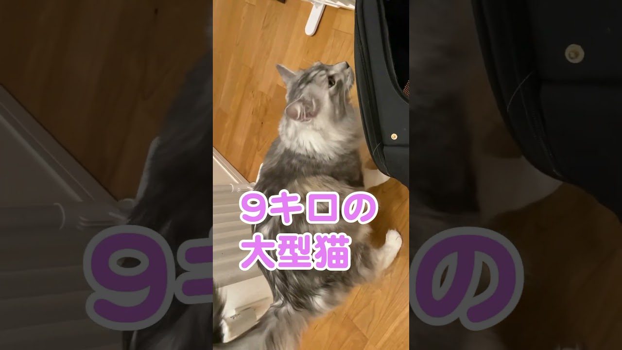 大きなカバンから出てきた #大型猫 #メインクーンのオス #shorts