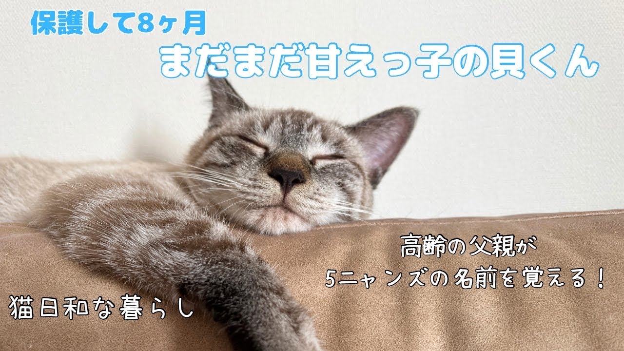 【甘えっ子貝くん】保護して8ヶ月まだまだ甘えっ子/高齢の父親が5ニャンズの名前を覚える/天ちゃん病院へ行く