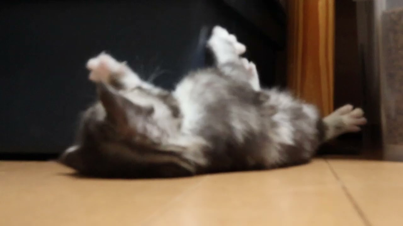 育児箱から外に出て2日目メインクーンの赤ちゃん達