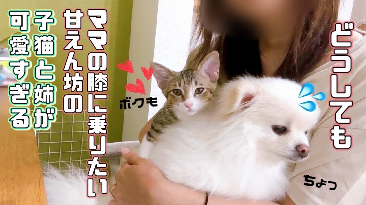 【保護猫】どうしてもママの膝に乗りたい甘えん坊の子猫と姉が可愛すぎるｗ