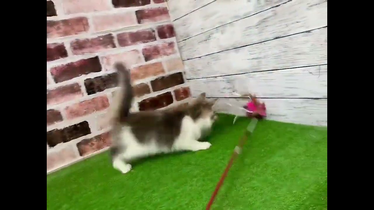 ノルウェージャンフォレストキャット 綺麗な八割れのブルータビー&ホワイト（ダブルコートロング）の女の子♪