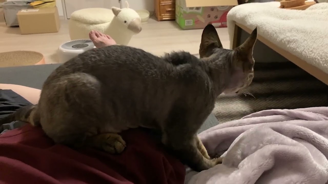 デボンレックス子猫が私の上に乗ってふみふみしています(Devon Rex kitten getting on me and making biscuits)
