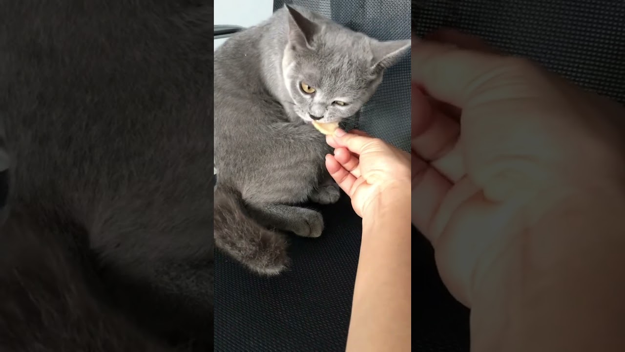 Cute Cat eat #shorts #tvtuyetanh