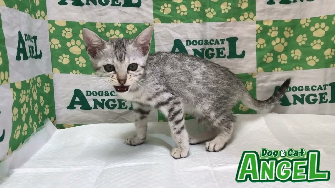 ベンガル 2308189 【ペットショップエンゼル　子犬・子猫販売】