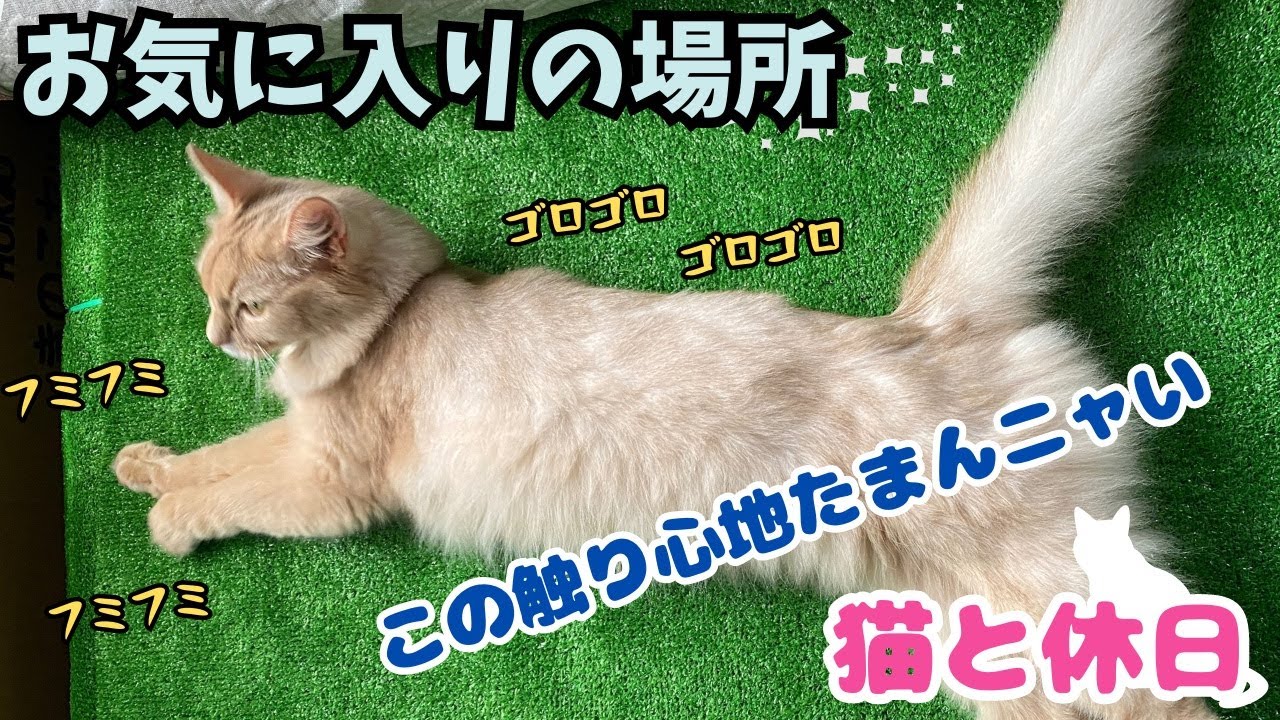 ここに居るだけでフミフミゴロゴロ止まらない😸#猫#ソマリ#フミフミ