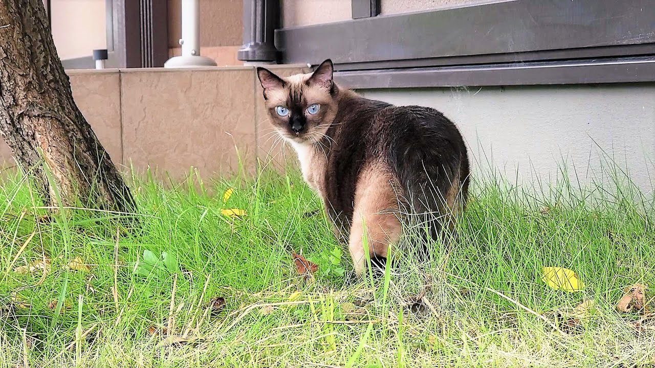 突然トラックが来た時に素早く逃げたシャム猫の反射神経が素晴らしい🚛
