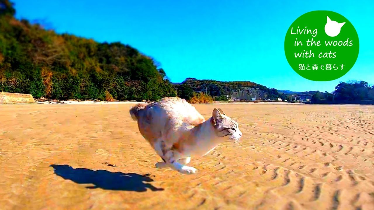 ３匹の猫を海で放してみた！【砂浜を全速力で走る猫】