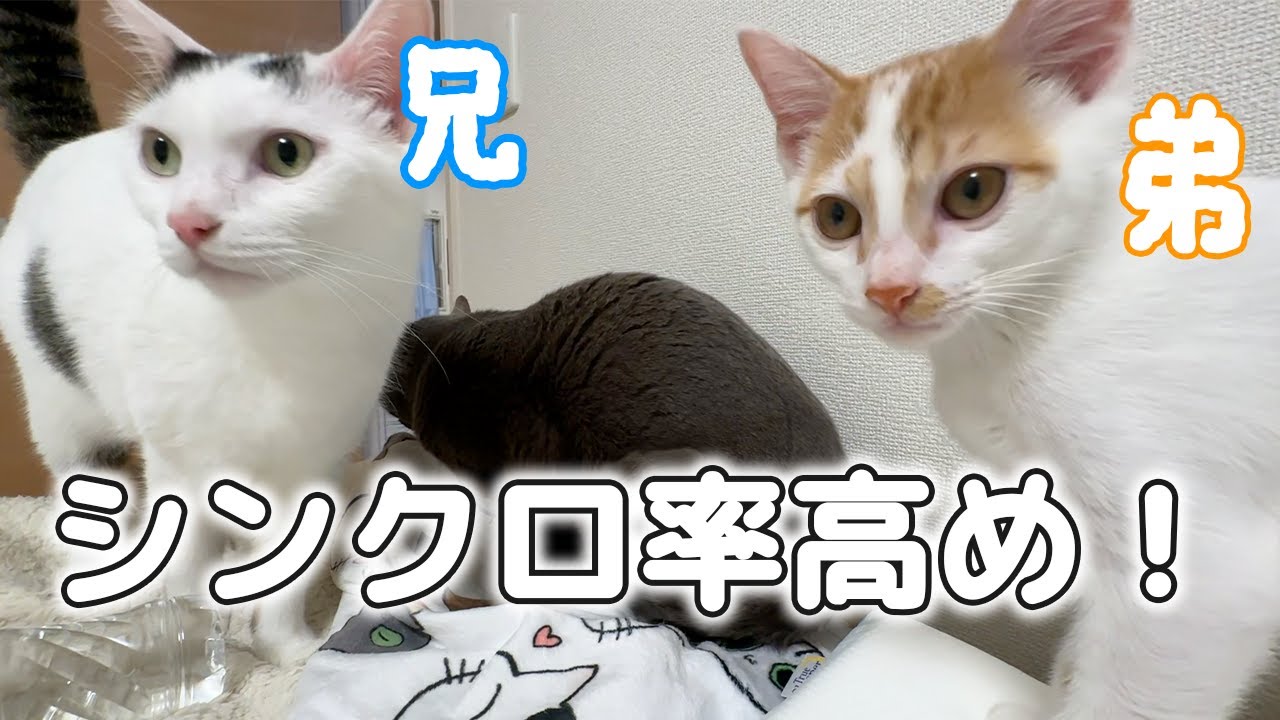 新入り子猫と先住猫の行動が似てきました！ｗ