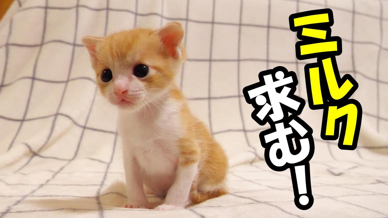 ミルクの時間はまだですか？　子猫がじっとおじを見つめる【赤ちゃん猫　保護猫】