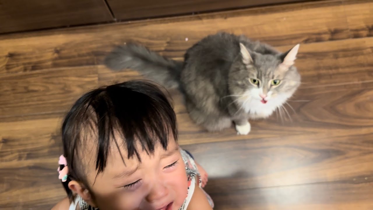 甘えたくて近付く猫　ノルウェージャンフォレストキャットA sweet and approachable cat. Norwegian Forest Cat.