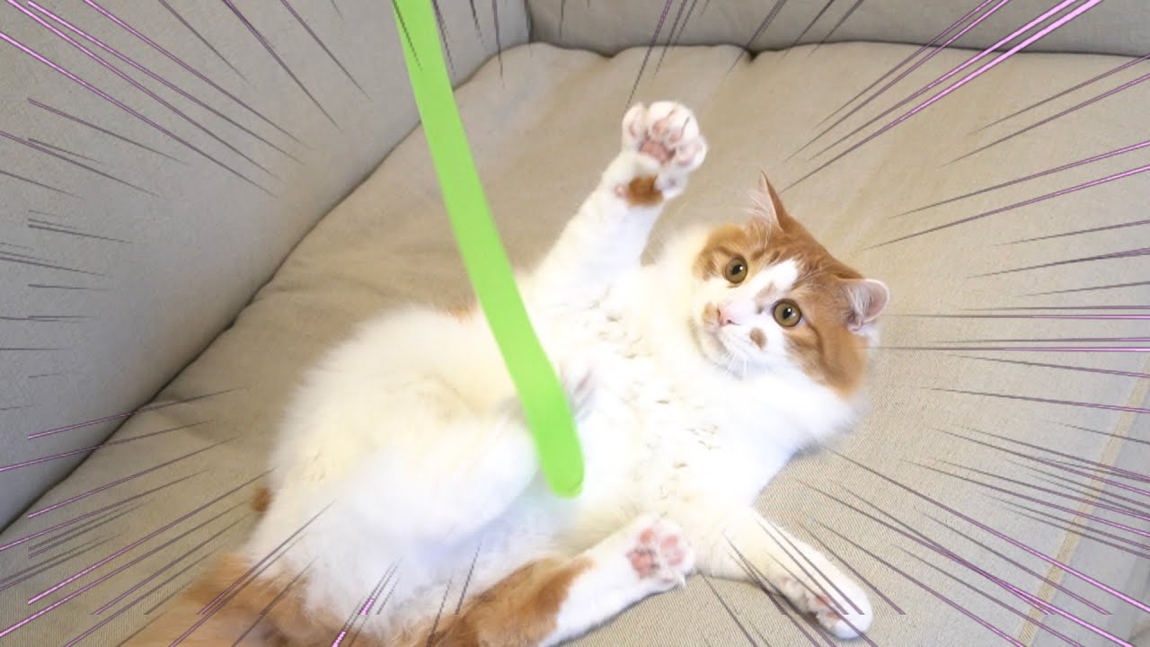 生まれて初めてスライムで遊ぶ猫の姿が可愛すぎた！