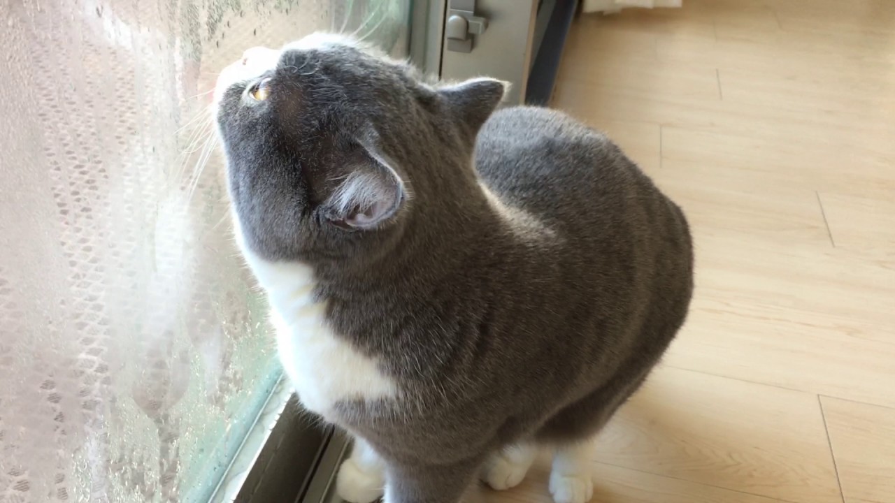 2017/01/17　セルカークレックスの梅子vol.240