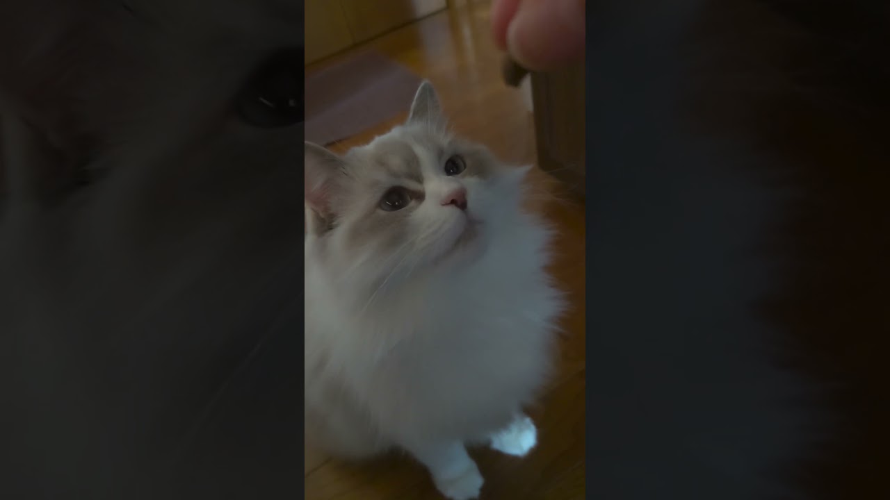 おやつの前には子犬と同じ猫#ラガマフィン