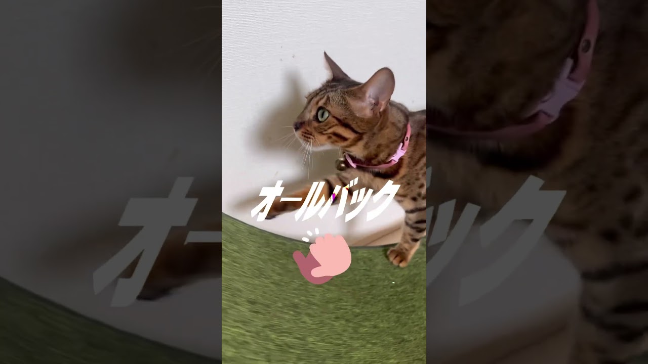 強風ベンガル回し車 #shorts