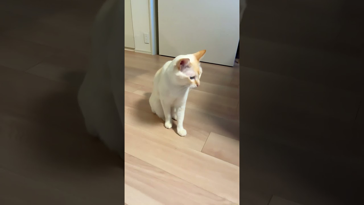 名前を呼ぶとずっと甘えて鳴いてくるラテさん（朝限定