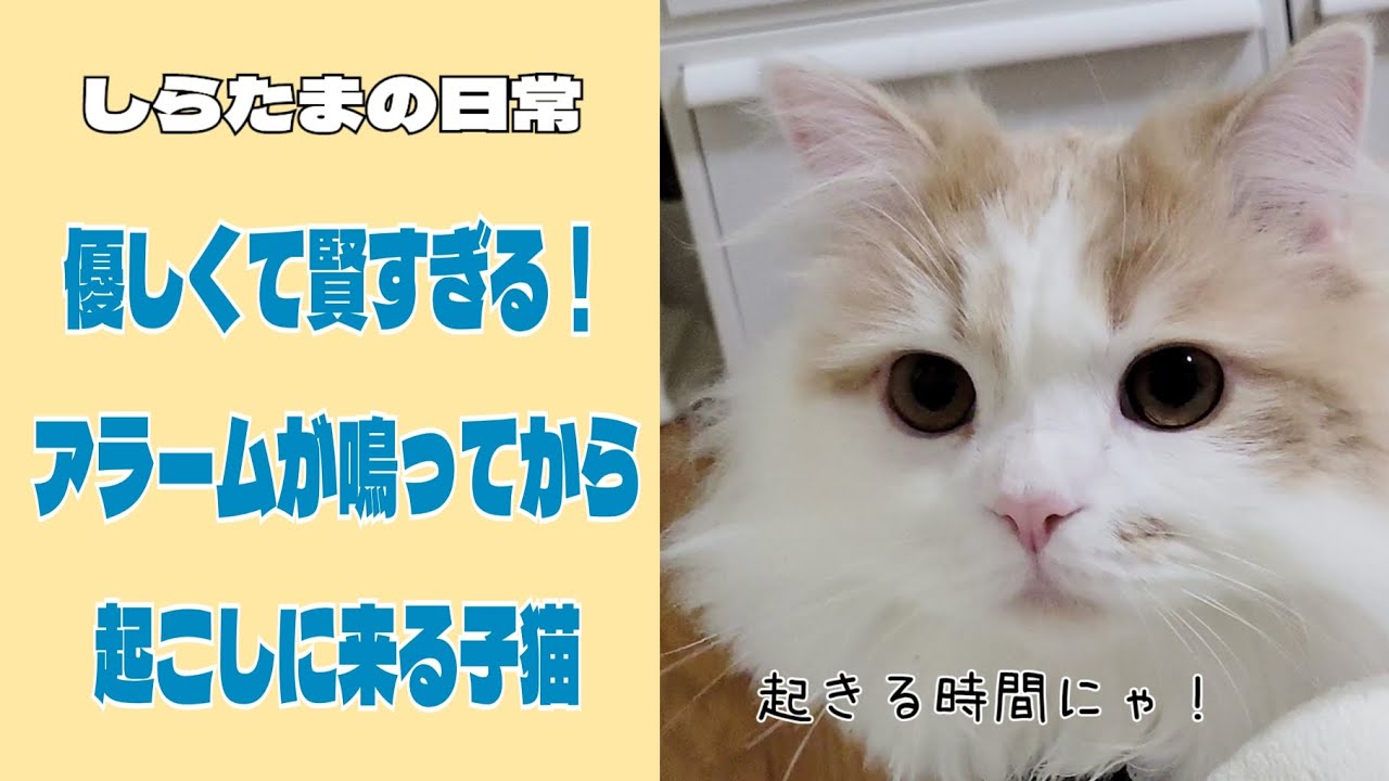 毎朝アラームが鳴ってから起こしに来る子猫⏰#ラガマフィン #猫動画