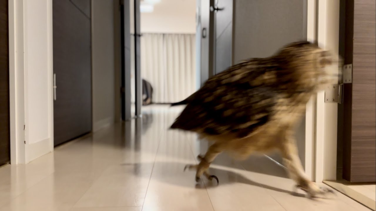 #834 急ぐフクロウ hurrying owl【ベンガルワシミミズク】